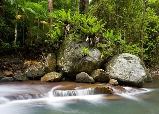 Rainforest