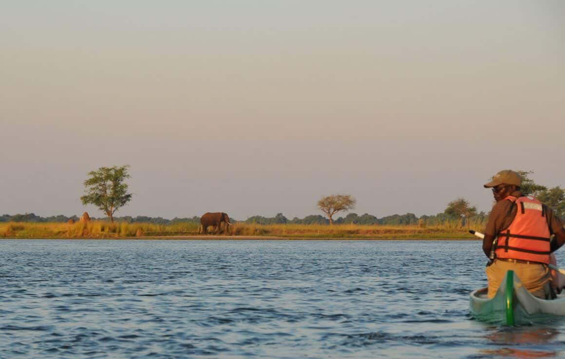 Canoeing on the Zambezi - elephant ahead! Looking out for hippos.