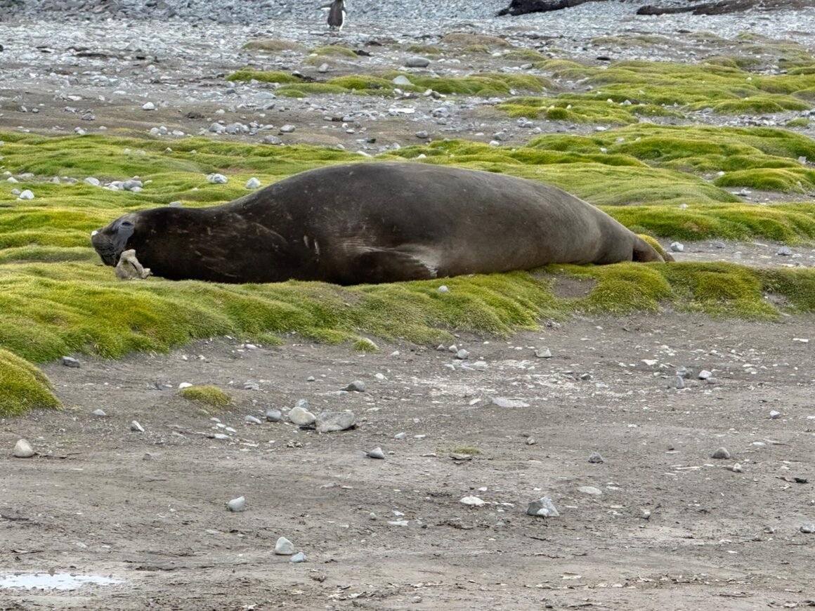 seal on Deception Island Antarctica