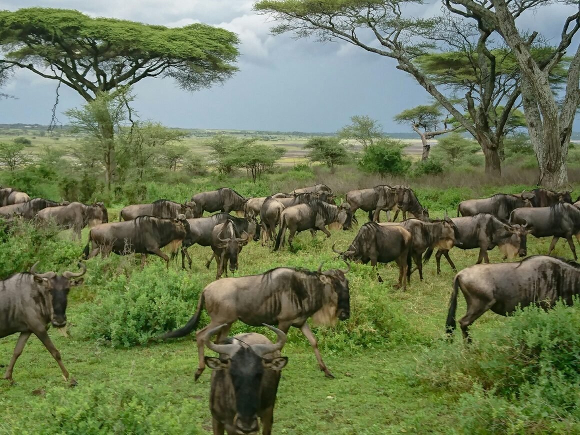 Great Migration Serengeti