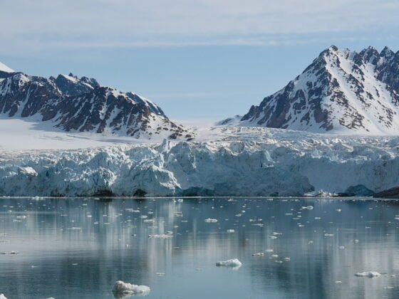 Svalbard wildlife cruise