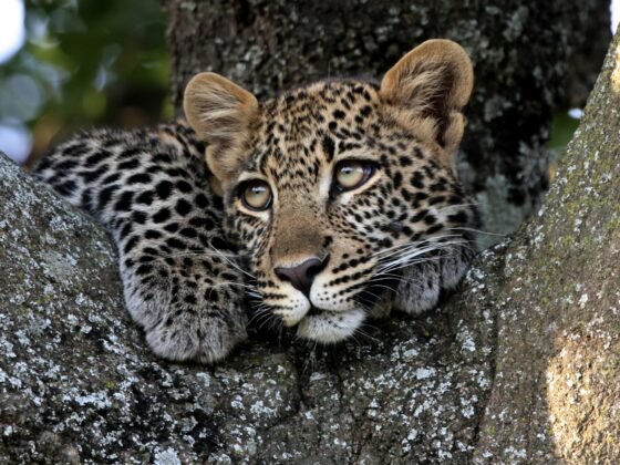dream safari in East Africa