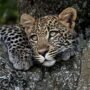 dream safari in East Africa
