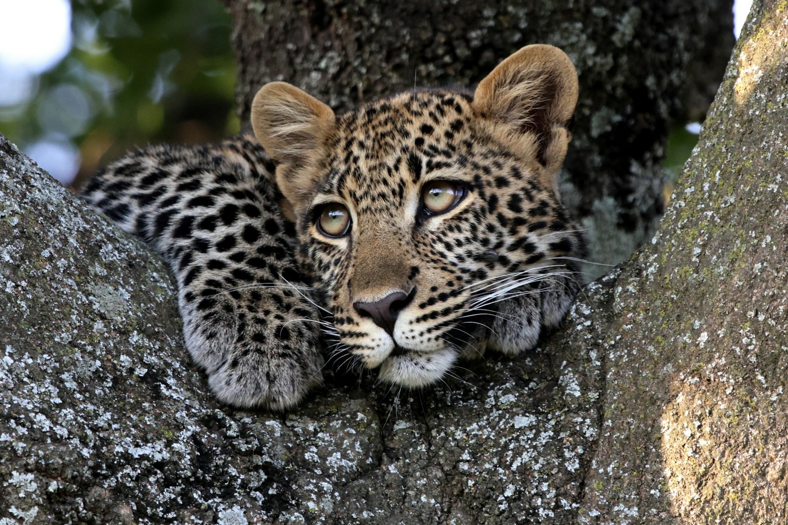 dream safari in East Africa