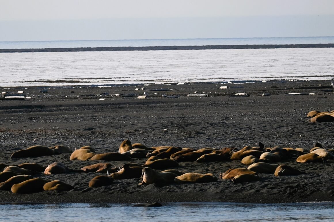 Walrus Moffen Island