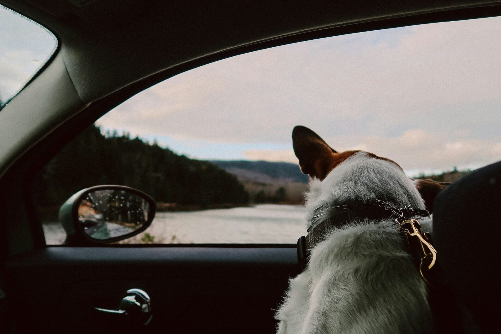 Pet Relocation
