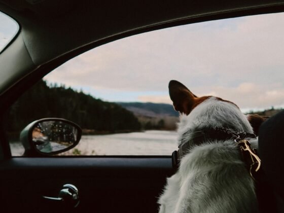 Pet Relocation