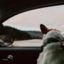 Pet Relocation