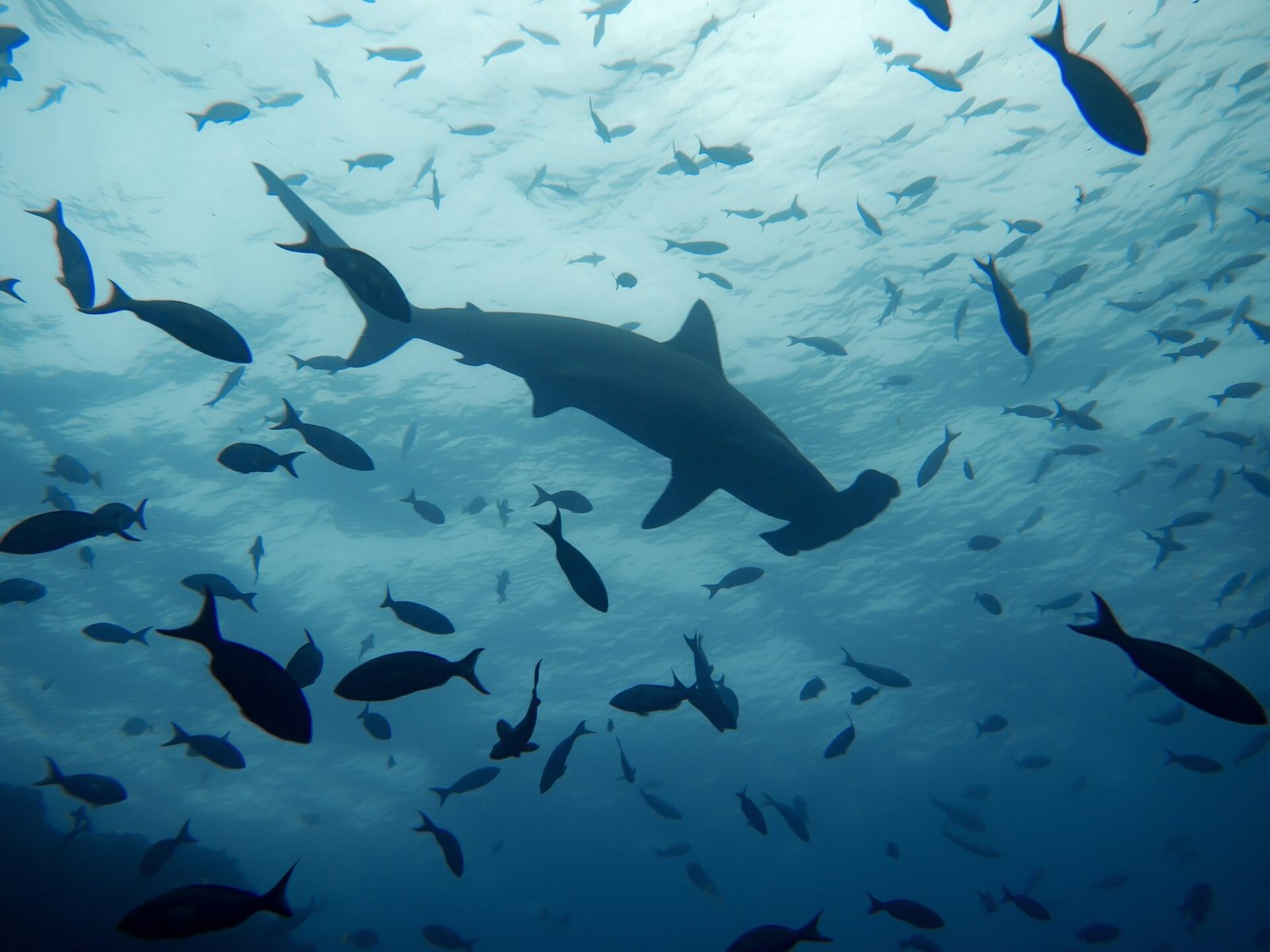 best time to dive with schooling hammerheads