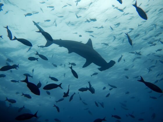 best time to dive with schooling hammerheads