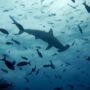 best time to dive with schooling hammerheads