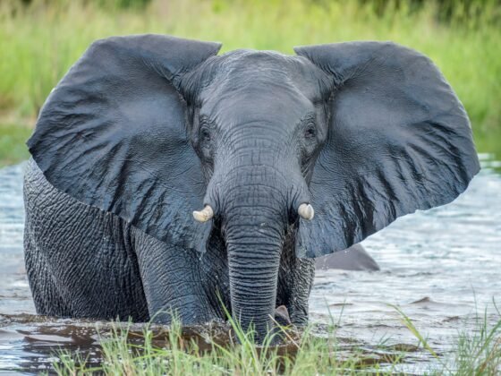 Botswana