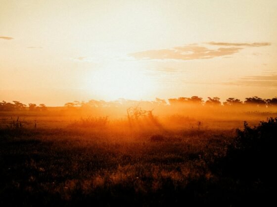 Pantanal at dawn