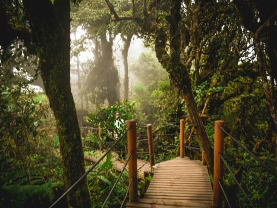 cameron highlands hike