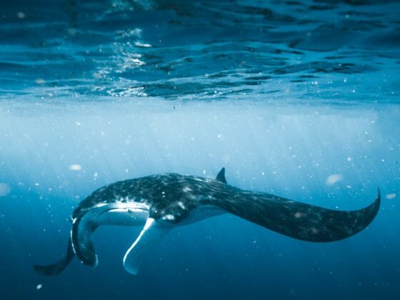 Swim with mantas