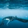 Swim with mantas