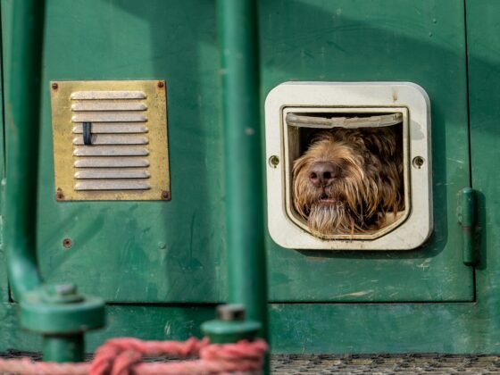 travelling with your pet