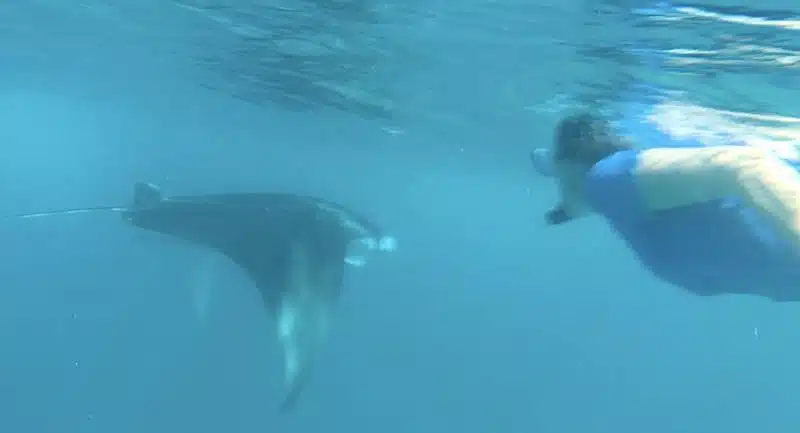 Swimming with mantas