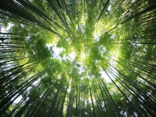 Forest exploration