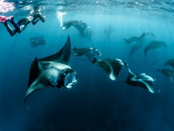 Mantarays