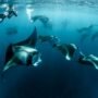 Mantarays