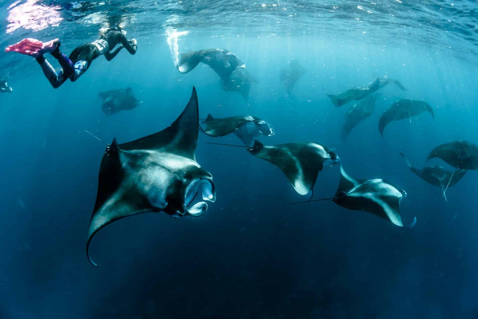 Mantarays