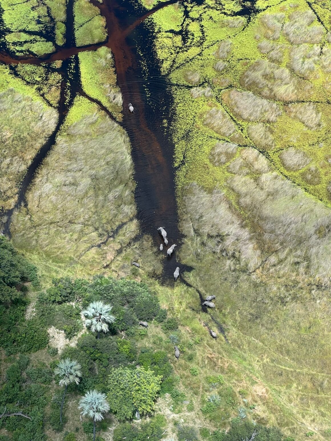 Aerial view of the Okavango Delta