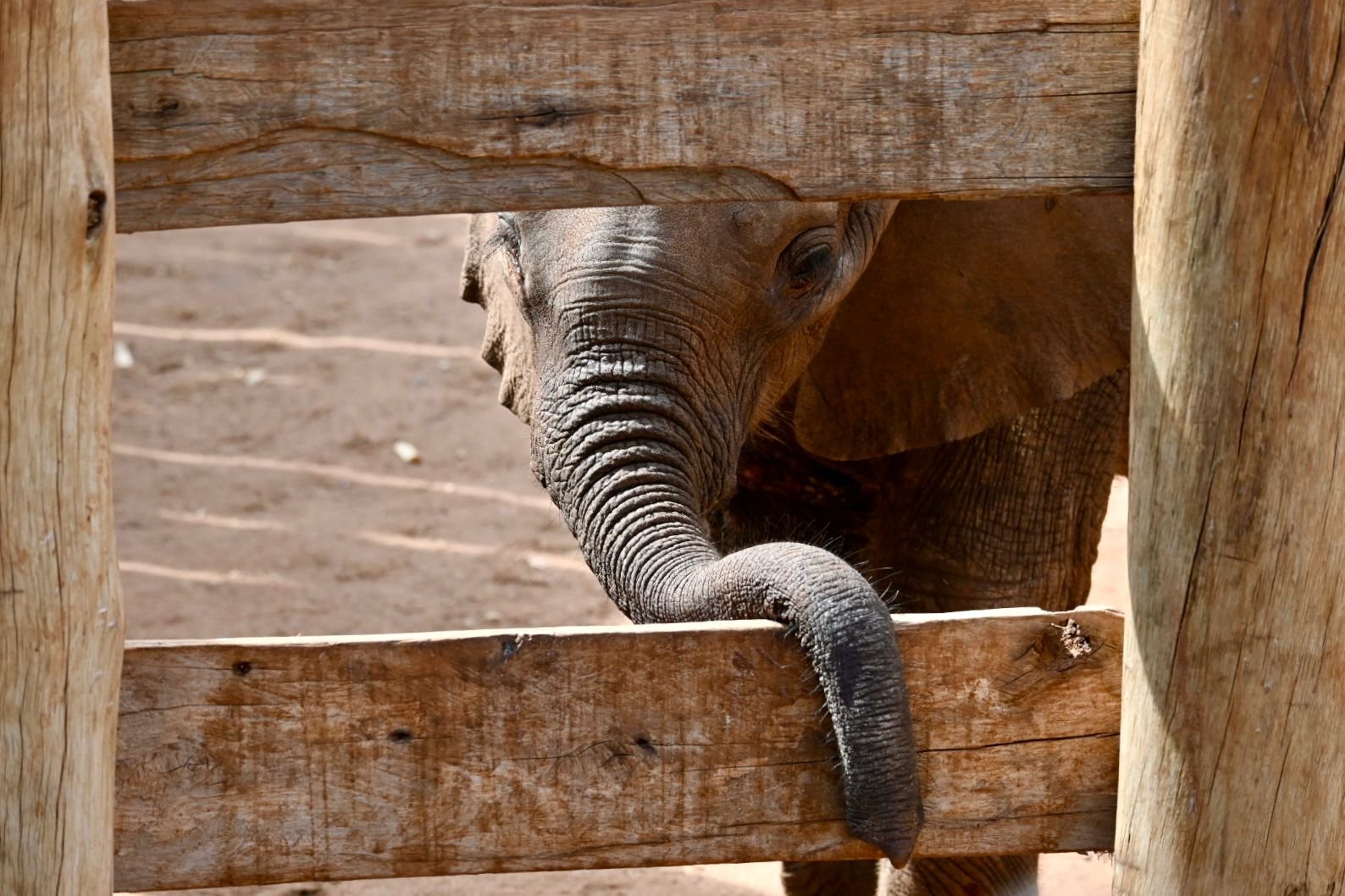 Retiti Elephant Sanctuary