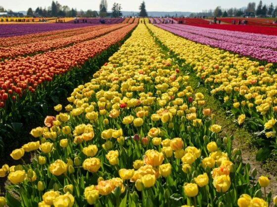 Skagit tulip fields