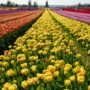 Skagit tulip fields