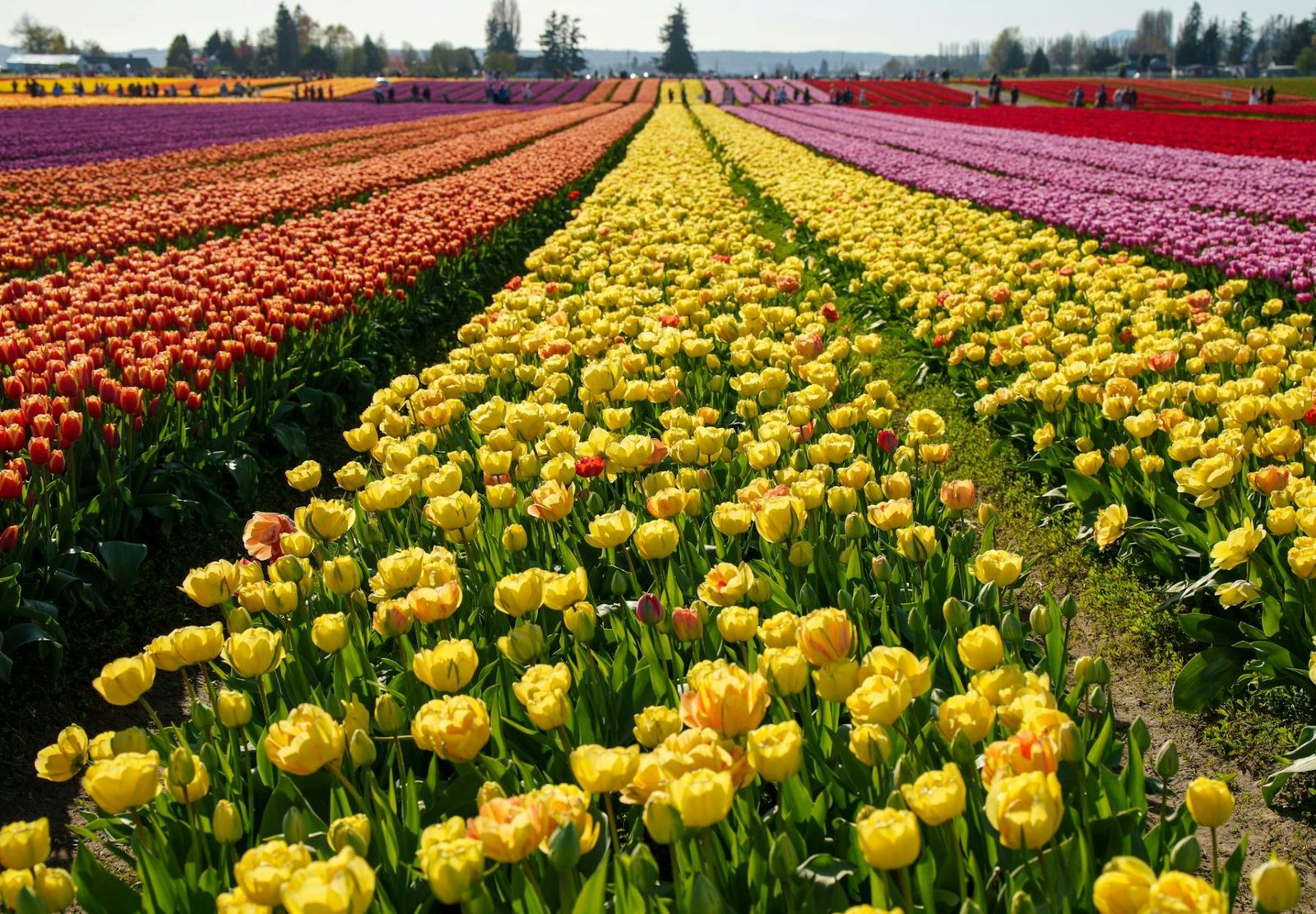 Skagit tulip fields