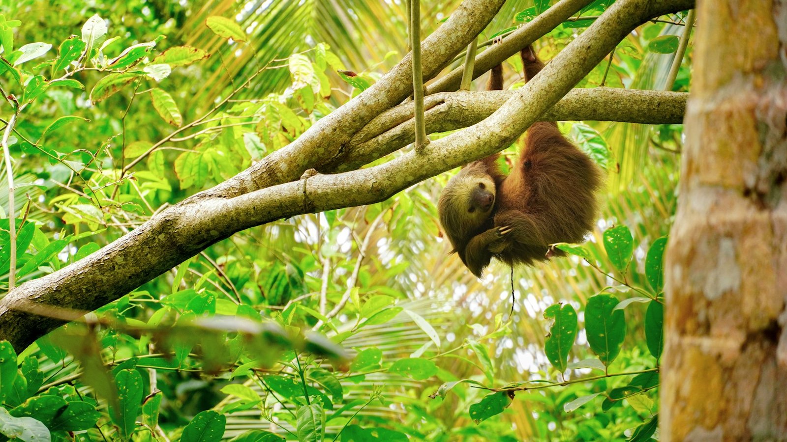 Conservation Costa Rica