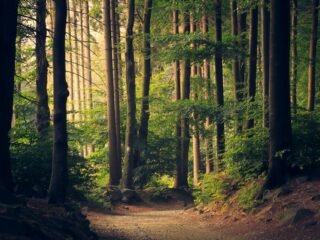 peaceful forest scene