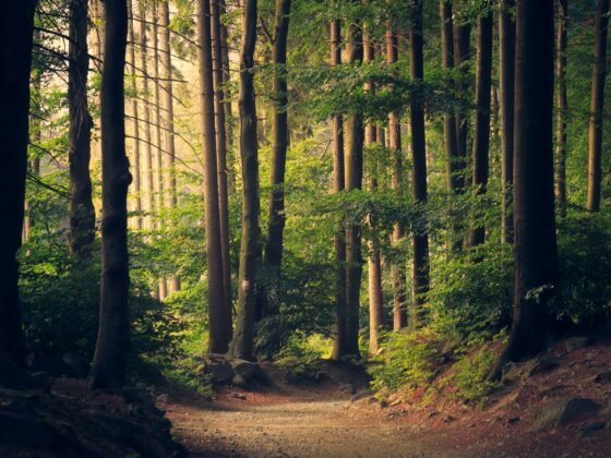 peaceful forest scene