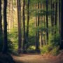 peaceful forest scene