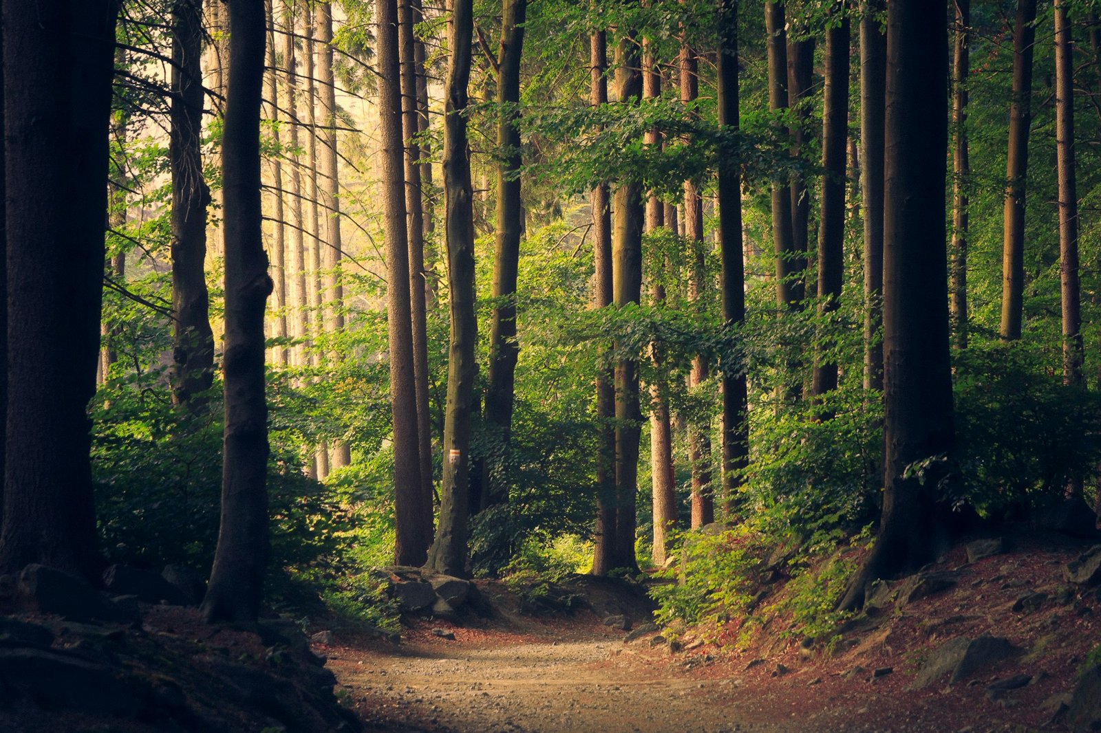 peaceful forest scene