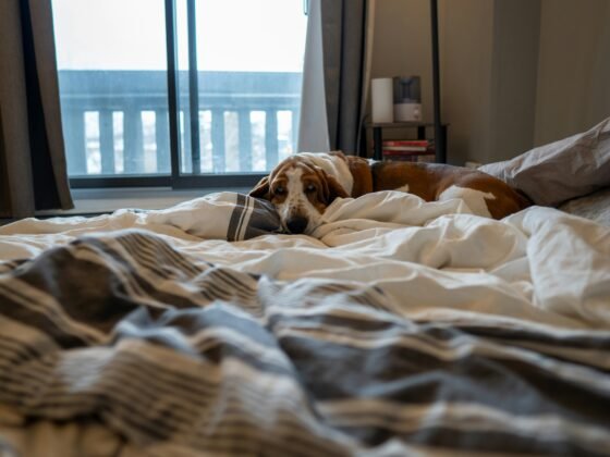 Dog-Friendly Getaways in the UK