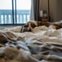 Dog-Friendly Getaways in the UK